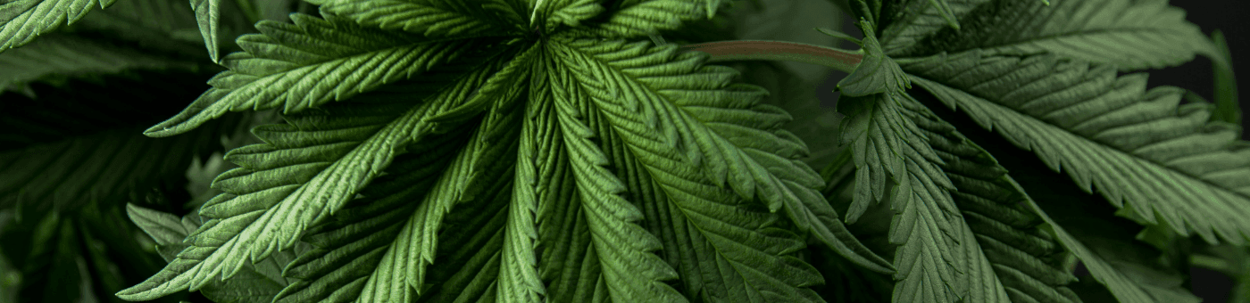 Nahaufnahme von Cannabispflanzen